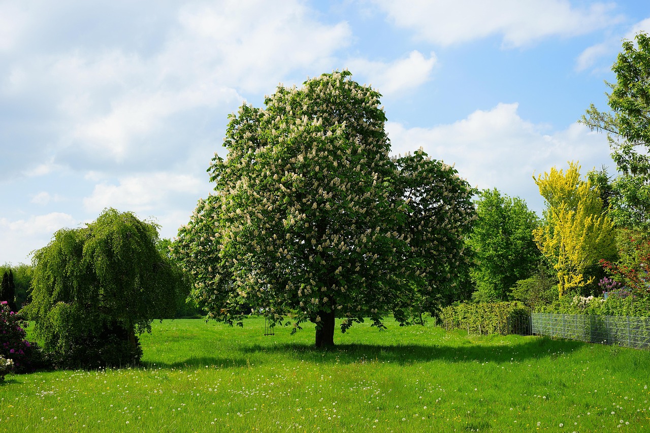 Alberi da giardino a crescita veloce per ombreggiare: cinque esemplari consigliati.
