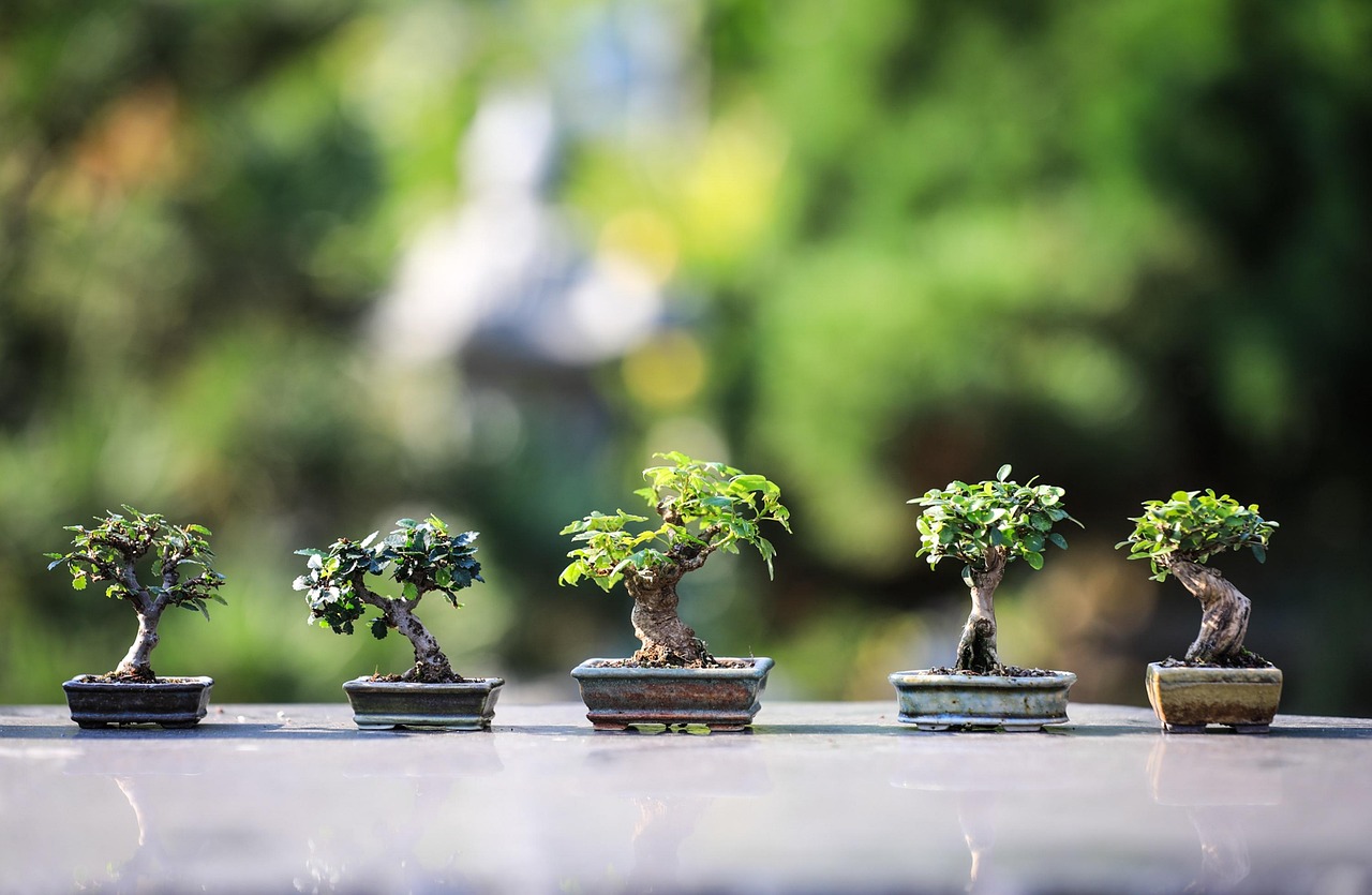 Bonsai di tre specie facili da coltivare per principianti, esposte in un giardino.