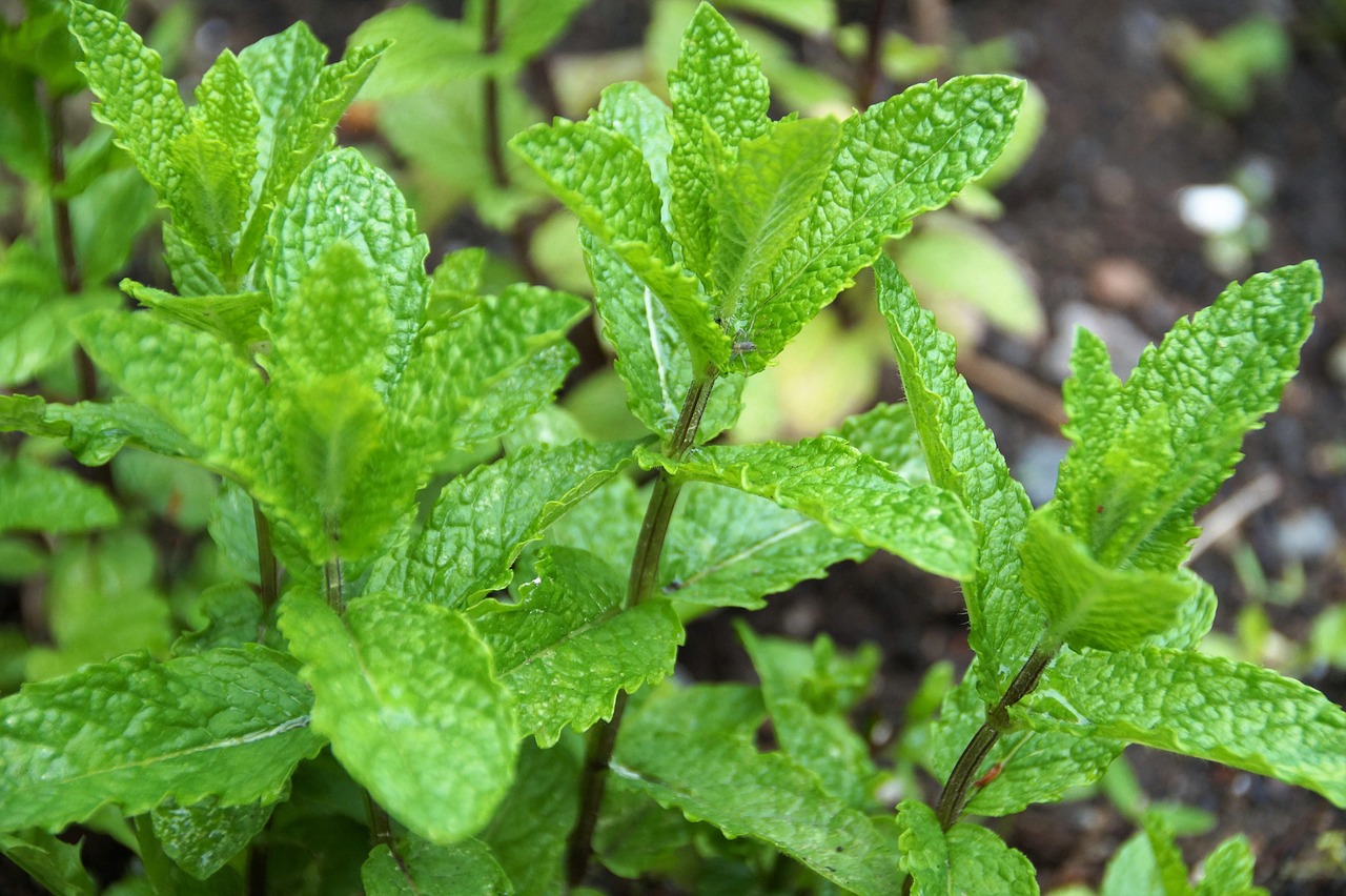 Pianta di menta in vaso per coltivazione controllata nel giardino.