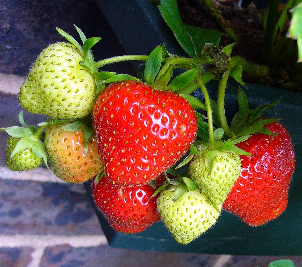 Fragole mature coltivate in vasi su un balcone soleggiato.