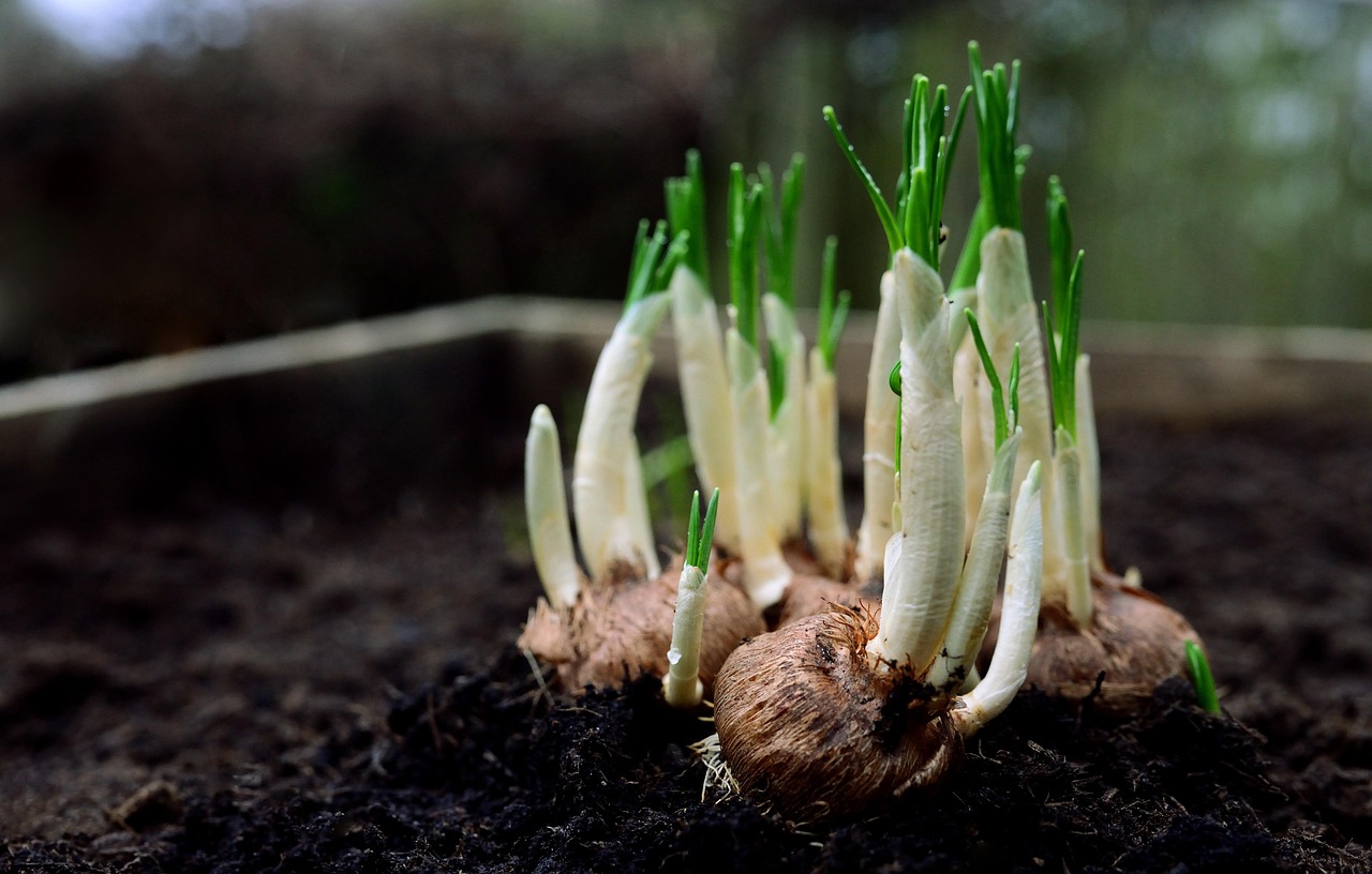Bulbi di fiori appena raccolti, pronti per la conservazione dopo la fioritura.