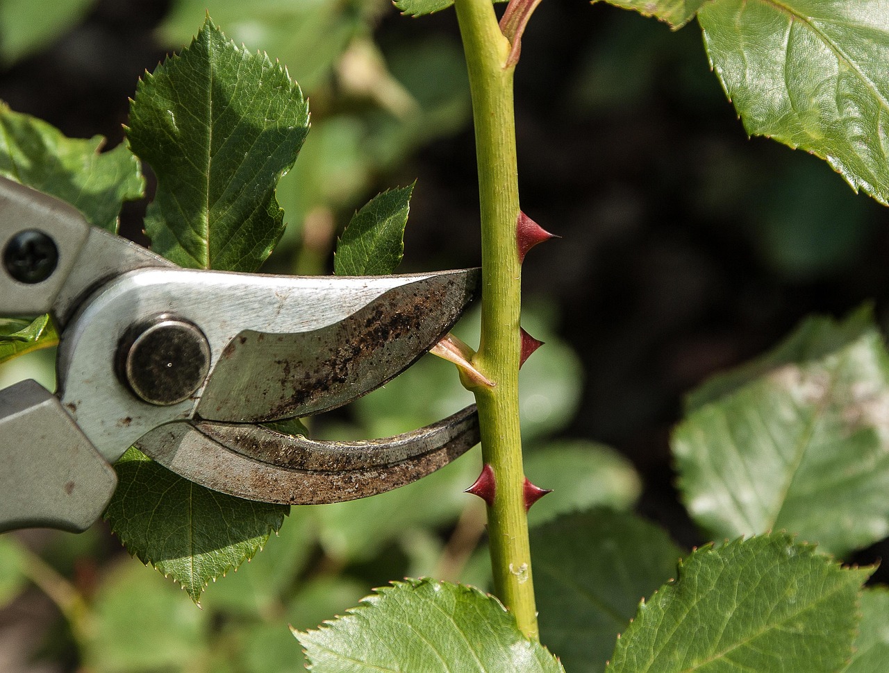 Rose appassite in un giardino, evidenziando i segni di cura inadeguata e errori di coltivazione.