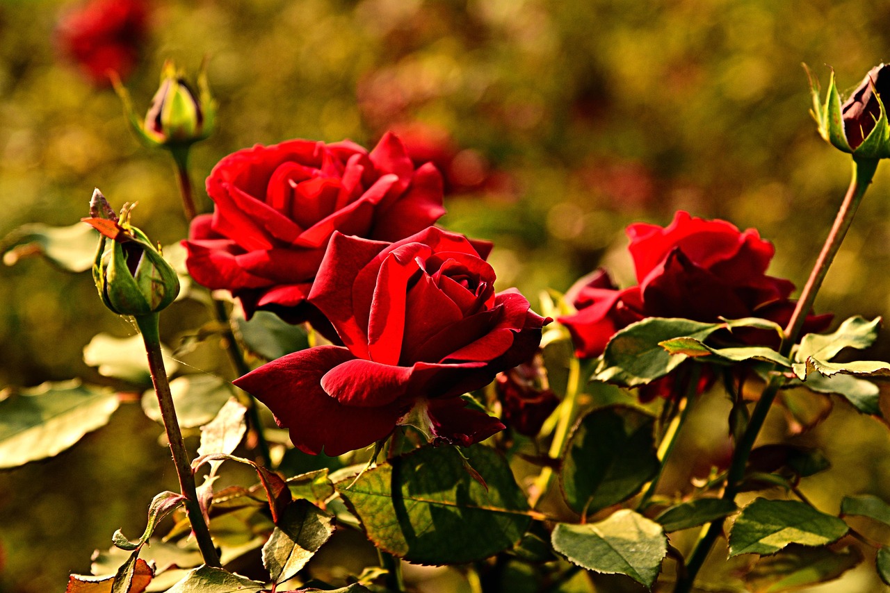 Rose rigogliose in giardino, illustrate con consigli sul terreno da utilizzare secondo il trucco della nonna.