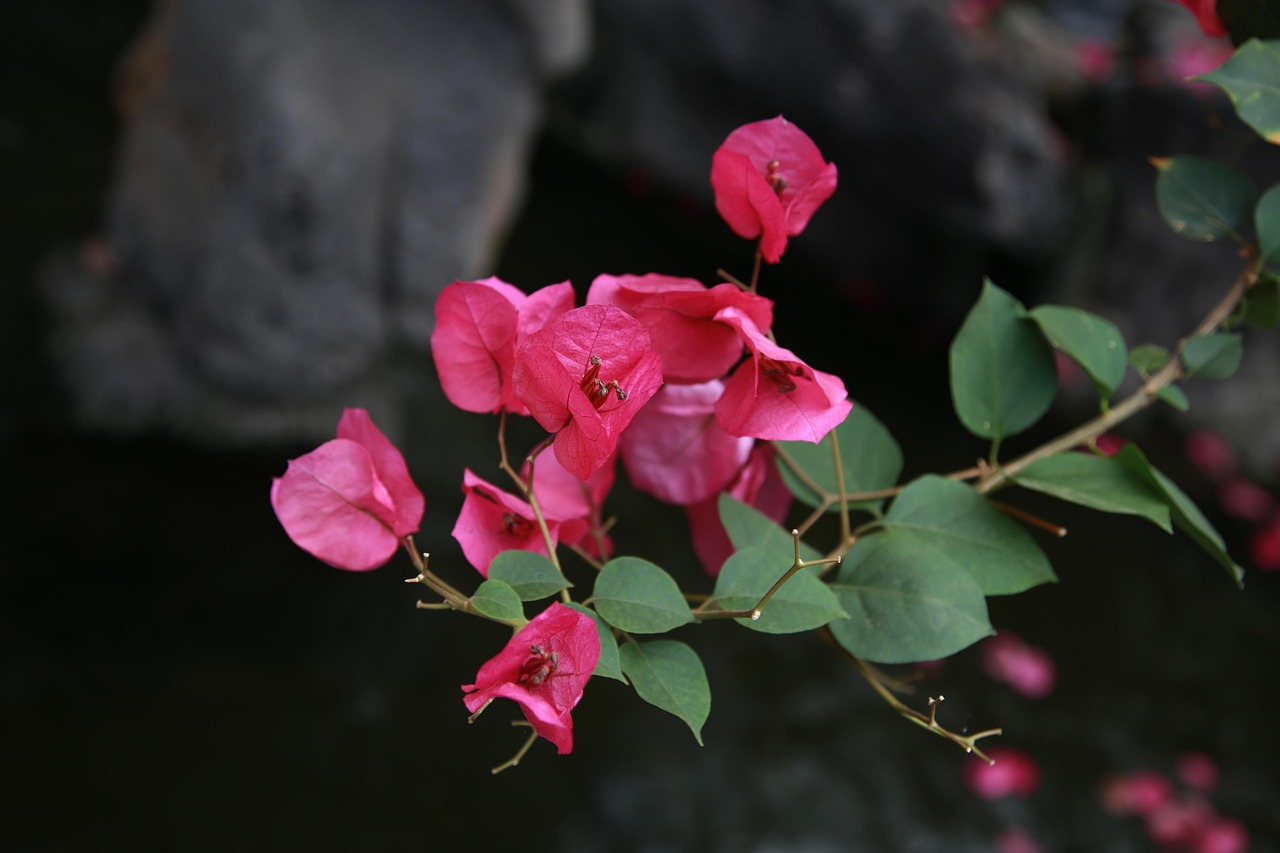 Bouganville in fiore con colori vivaci, simbolo di salute e fioritura esplosiva.