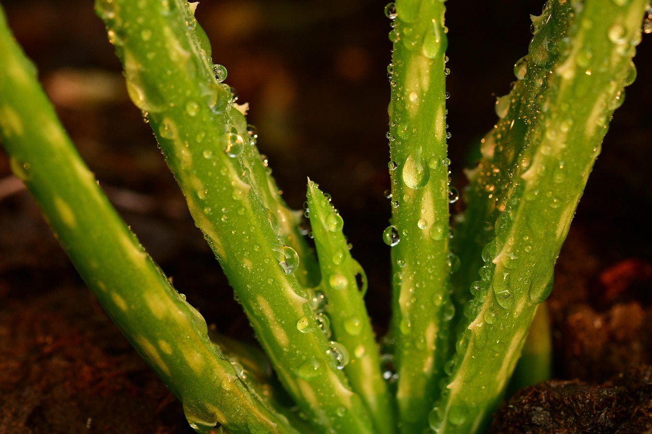 Aloe vera sana in un vaso, con foglie verdi e robuste, su un tavolo di legno.
