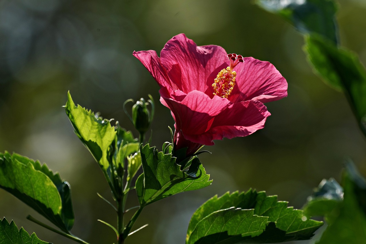 Ibisco in fiore con rami potati correttamente per una fioritura ottimale.
