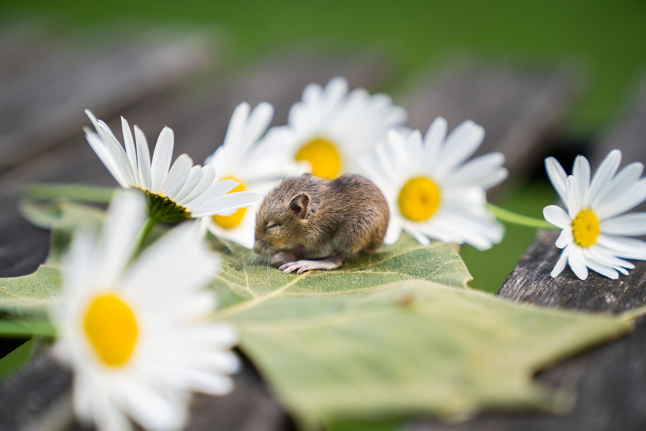 Piante aromatiche nel giardino che allontanano i topi e migliorano l'ambiente.
