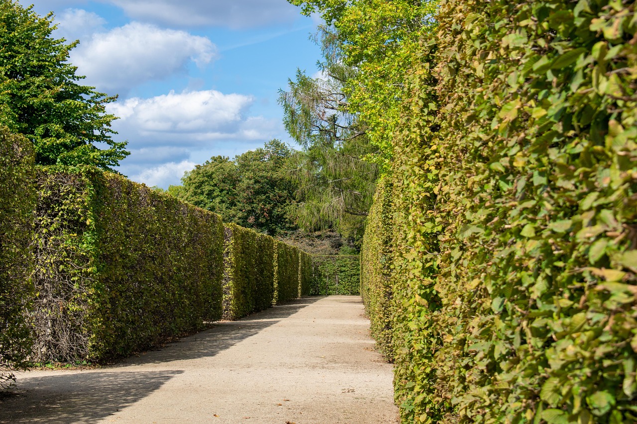Piante da siepe verdi e rigogliose che offrono privacy in giardino.