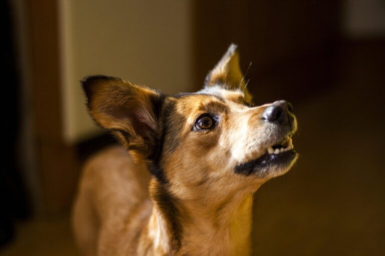 Il tuo cane abbaia troppo? Ecco la causa che nessuno ti dice
