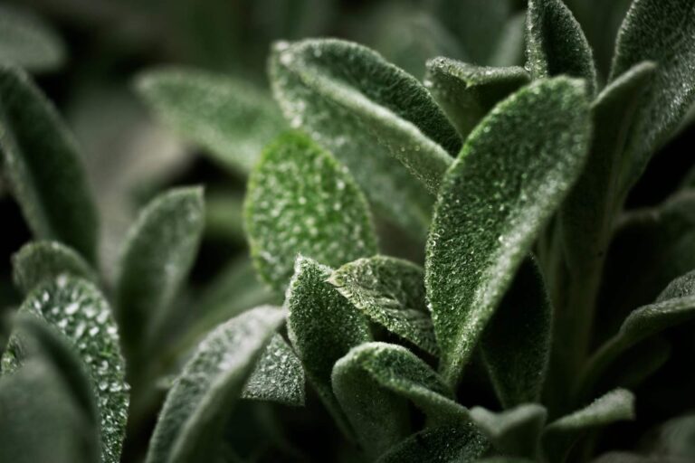 Perché la salvia ananas sta sostituendo la classica salvia negli orti in vaso